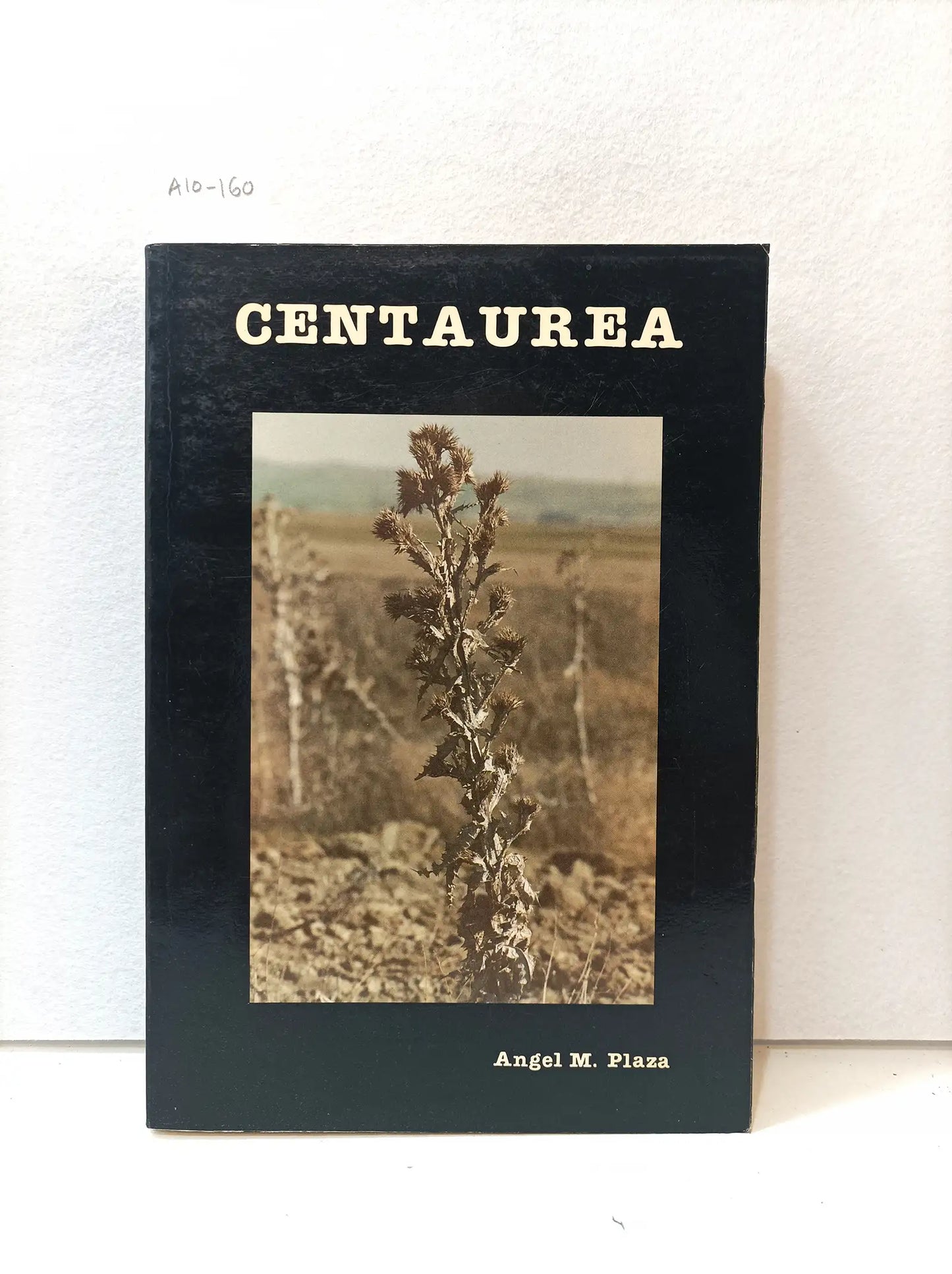 Centaurea.